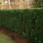 Garten- und Landschaftsbau Peter Oskar in Reithofen - Garten Hecke Natur Grün hoch Blickschutz