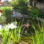 Garten- und Landschaftsbau Peter Oskar in Reithofen - Garten Teich Pflanzen Seerosen